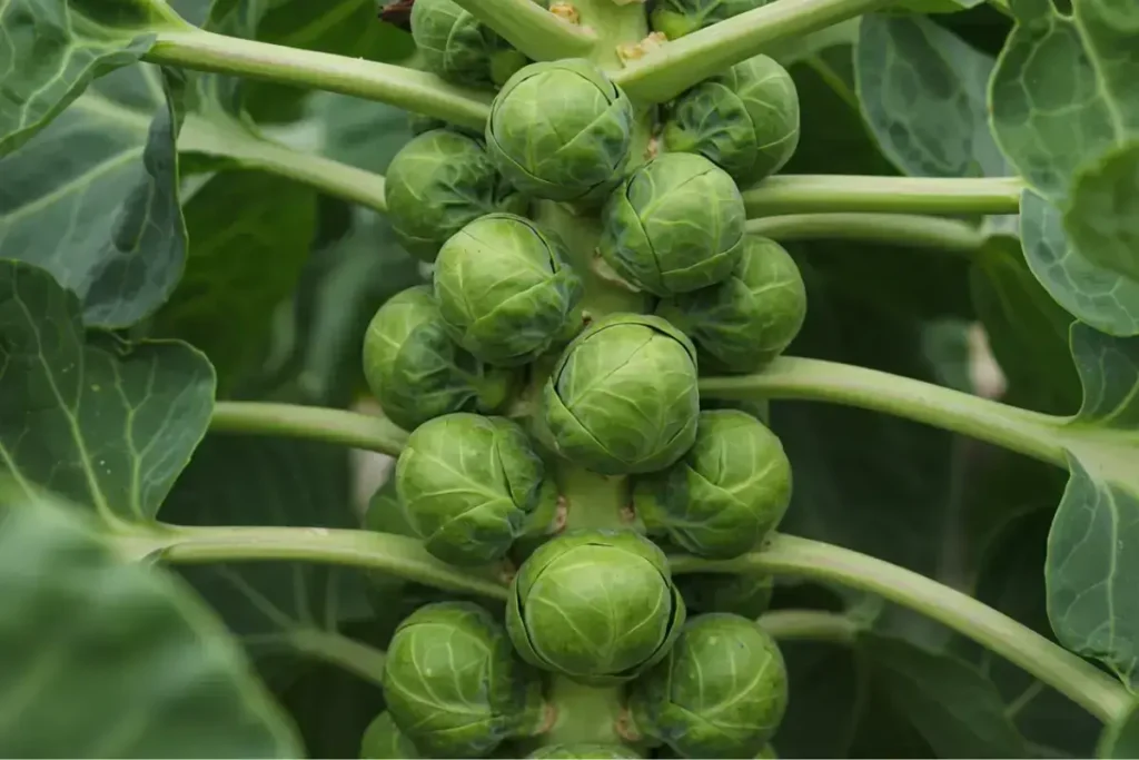 Healthy Brussels sprout tree with tall stalks and tightly packed sprouts growing in a garden.