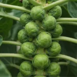 Healthy Brussels sprout tree with tall stalks and tightly packed sprouts growing in a garden.