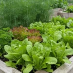 An overhead view of a Edible Garden with Wide-Row Planting bed filled with lush green vegetables, including lettuce, thriving in rich soil under natural sunlight.